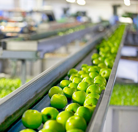 Apples-being-graded-in-fruit-processing